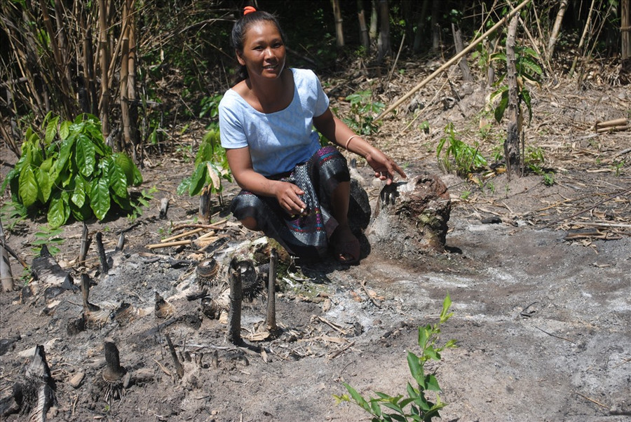 Cây sung, cách nhà chừng 150m, nơi Sở tự vẫn được Kăn Xoang canh giữ nó từng ngày, tận diệt nó từng ngày.