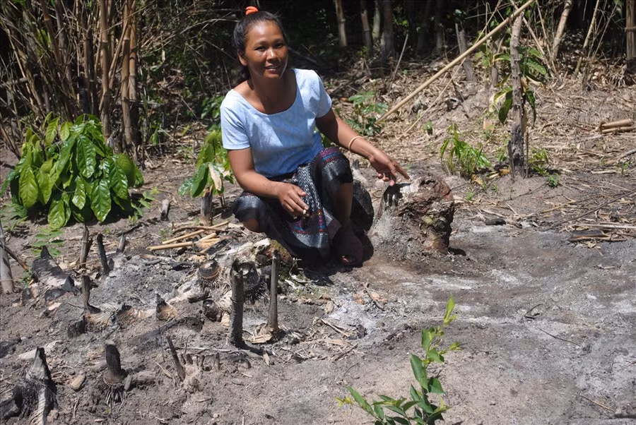 Cây sung, cách nhà chừng 150m, nơi Sở tự vẫn được Kăn Xoang canh giữ nó từng ngày, tận diệt nó từng ngày.