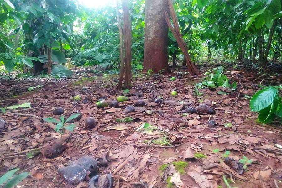  Thời tiết nắng mưa thất thường làm nhiều vườn bơ rụng quả và hư thối. Ảnh: Huy Hoàng