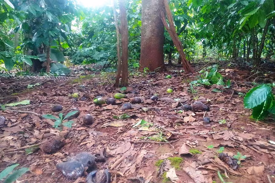  Thời tiết nắng mưa thất thường làm nhiều vườn bơ rụng quả và hư thối. Ảnh: Huy Hoàng