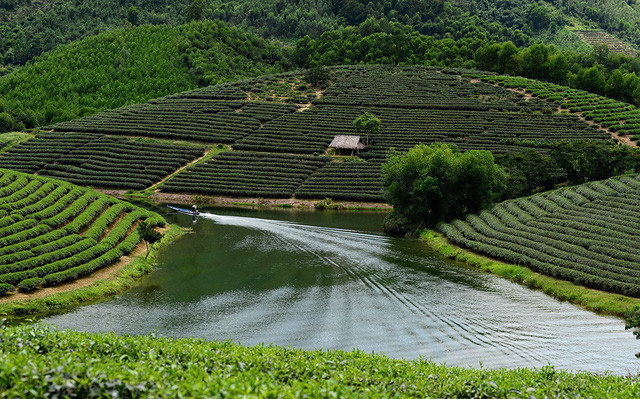 Ngoài dịch vụ du lịch, người dân ở huyện Thanh Chương còn thu nhập thêm từ chè.