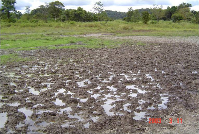 Dấu chân thú dày đặc trên bãi thú Ya Book do máy quay ghi lại Dấu chân thú dày đặc trên bãi thú Ya Book do máy quay ghi lại