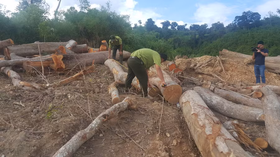  Lực lượng kiểm lâm đang kiểm đếm gỗ tại hiện trường.