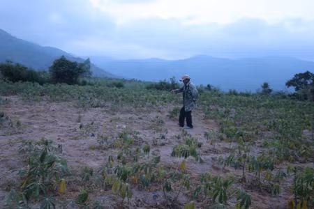 Cây mì bị bệnh nhện đỏ, rệp sáp kém phát triển, ảnh hưởng lớn đến sản lượng. Ảnh: Ngọc Minh