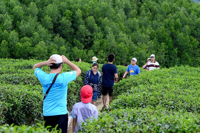 Du khách thoải mái dạo bộ trong các luống chè.