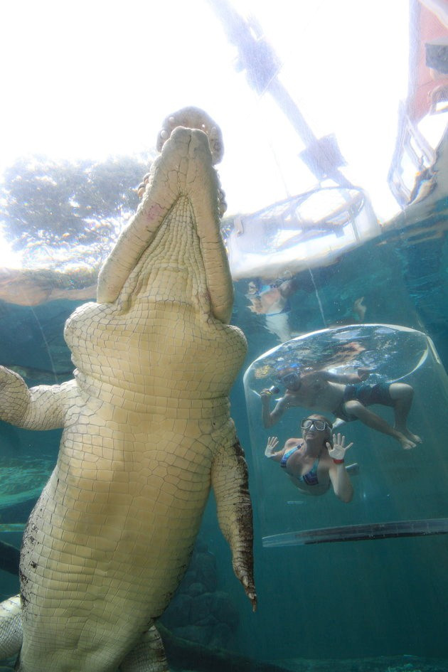  Bên trong lồng tử thần, du khách được quan sát trực tiếp những con cá sấu nước mặn bản địa của Australia