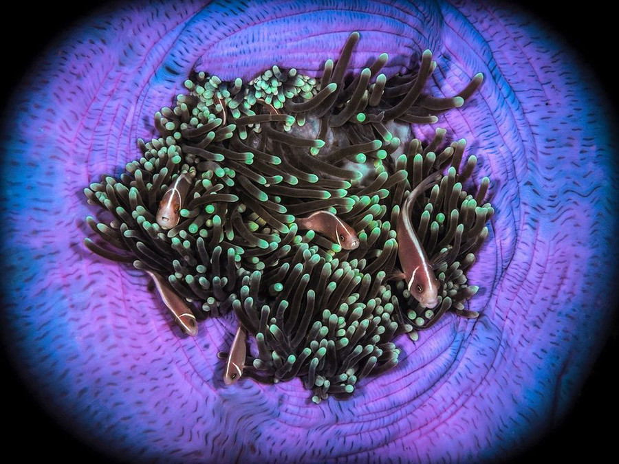 Những con cá hề cư trú cộng sinh trên các xúc tu hải quỳ - Ảnh: ALEX VARANI/NG