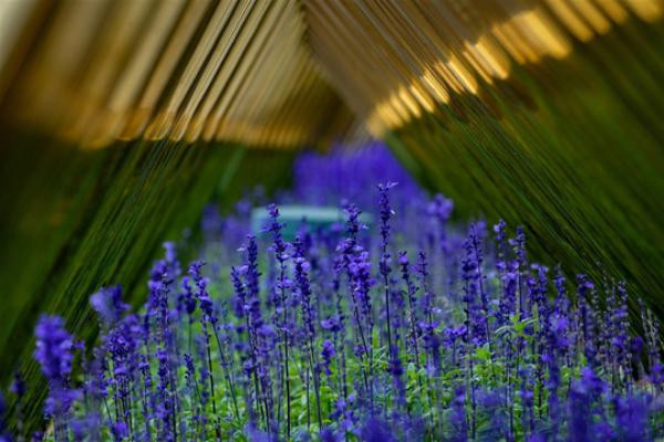  Cúc Lobelia được trồng dọc theo lối đi trên cầu