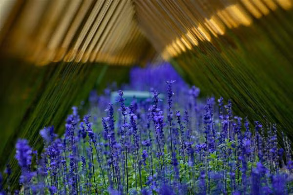  Cúc Lobelia được trồng dọc theo lối đi trên cầu