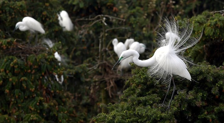  Đàn diệc trắng trong một khu rừng ở Trung Quốc. Ảnh: Tân Hoa Xã.