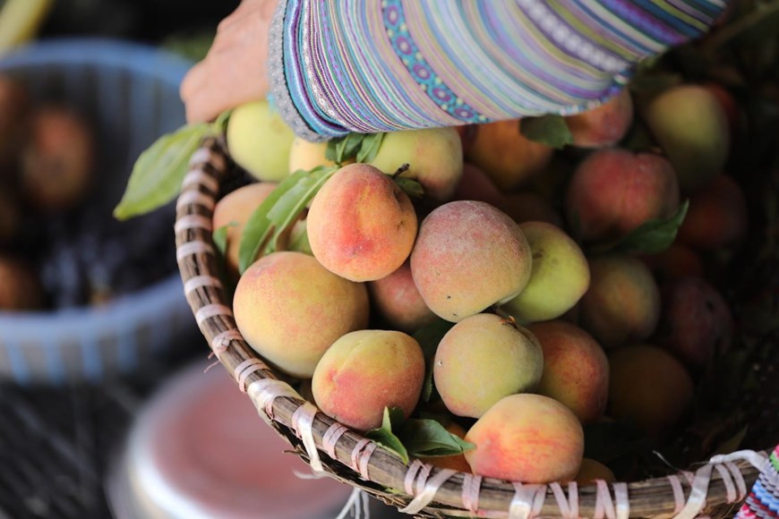  Này là rổ đào núi giòn tan ngọt mát, là mơ, mận,… còn phủ lớp sương tan. Kia là thanh cơm lam ngọt bùi, thớ trâu gác bếp thơm nồng mùi khói.