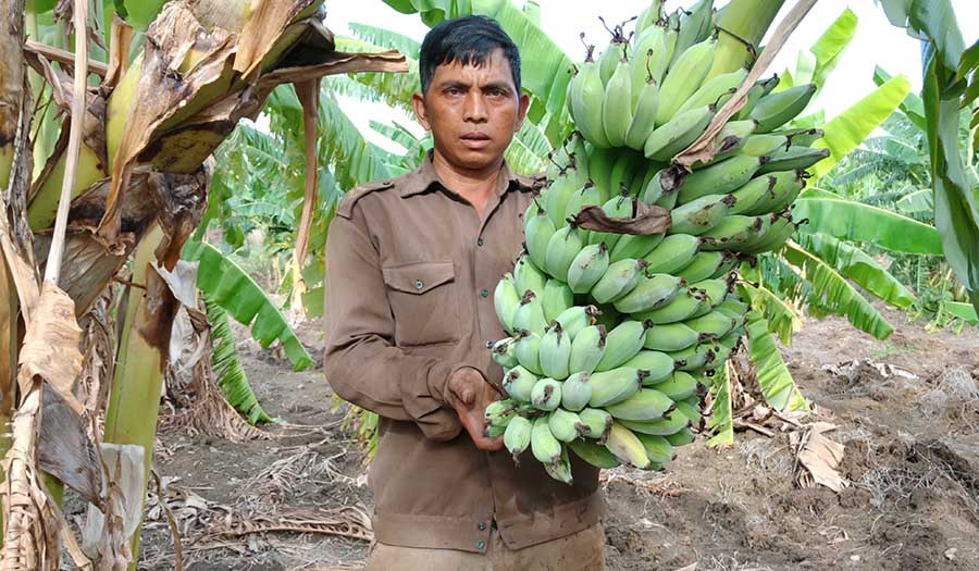  Sau khi chuyển diện tích hồ tiêu bị chết sang trồng chuối mốc, gia đình anh Nay Kroaih (thôn Bê Tel, xã Ia Rong, huyện Chư Pưh) đã có nguồn thu hàng trăm triệu đồng mỗi năm. Ảnh: LÊ TRANG
