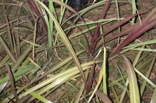 Nơi phát hiện thi thể nạn nhân