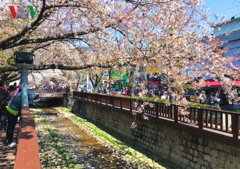 Dòng suối Yeojwacheon cũng là điểm đến lý tưởng với những cành hoa anh đào vươn dài nghiêng bóng bên bờ suối. Đặc biệt, buổi tối ở đây lung lung khi được thắp sáng bởi những ánh đèn rực rỡ. 