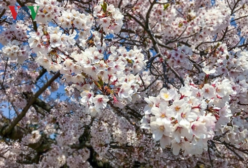 Tháng 4 cũng là dịp diễn ra lễ hội hoa anh đào lớn nhất trong năm của Hàn Quốc - Jinhae Cherry Blossom Festival.