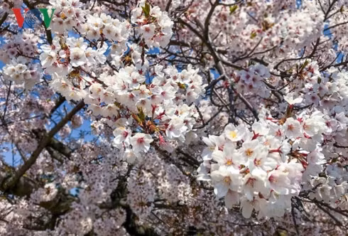 Tháng 4 cũng là dịp diễn ra lễ hội hoa anh đào lớn nhất trong năm của Hàn Quốc - Jinhae Cherry Blossom Festival.