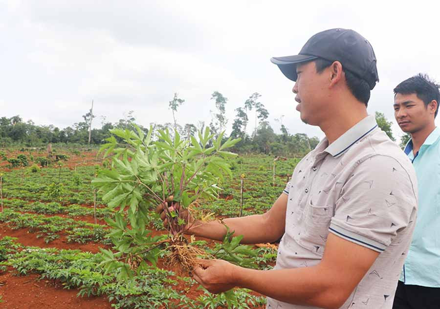 Cây đương quy bắt đầu bén rễ trên đất Kbang. Ảnh: N.S  Cây đương quy bắt đầu bén rễ trên đất Kbang. Ảnh: N.S