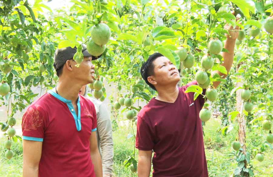  Anh Đỗ Quốc Toản (bìa phải) giới thiệu mô hình chanh dây hữu cơ của gia đình. Ảnh: H.T