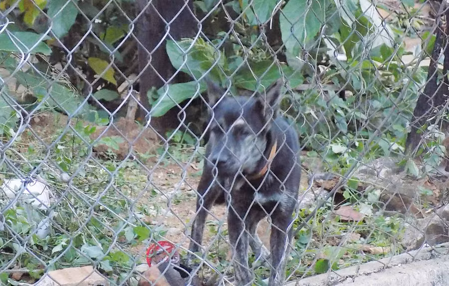 Chủ vật nuôi phải cam kết không thả rông chó. Ảnh: Thanh Nhật