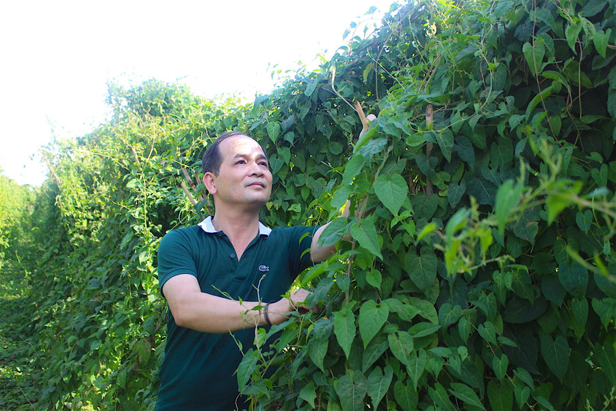 Giữa tiết trời khô khốc của mùa hè, những luống dược liệu xanh mướt vẫn mạnh mẽ vươn mình đón nắng.