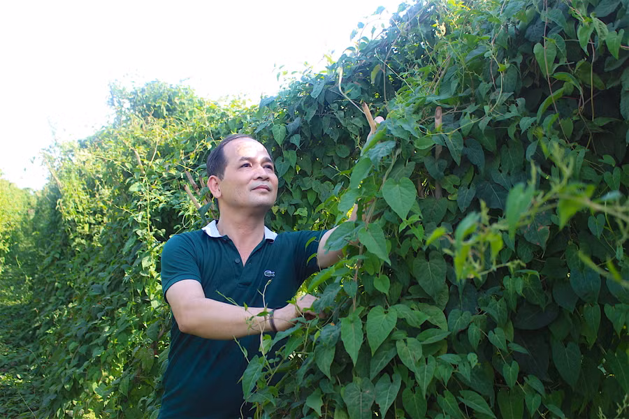 Giữa tiết trời khô khốc của mùa hè, những luống dược liệu xanh mướt vẫn mạnh mẽ vươn mình đón nắng.