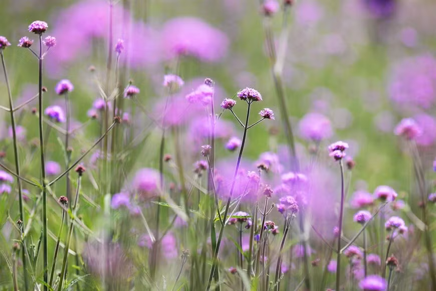 Đây là giống hoa được khu du lịch Sun World Fansipan Legend nhập khẩu từ nước ngoài và ươm trồng, chăm sóc từ mùa thu năm ngoái, để đồng loạt nở rộ khi hè sang, giữa cải trắng, cải vàng, mõm sói, đỗ quyên, thanh anh,… tạo thành “thung lũng hoa” đặc biệt nhất miền Bắc cho du khách thỏa sức thưởng ngoạn, vui chơi.