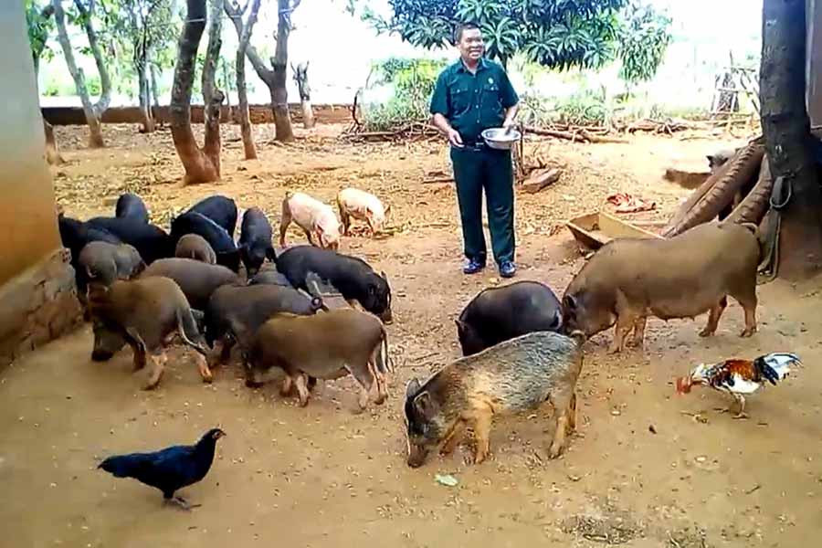  Ngoài nguồn thu từ vườn điều và cơ sở xay xát, mỗi năm ông Hụy thu thêm hơn 100 triệu đồng từ đàn heo địa phương lai heo rừng. Ảnh: N.S