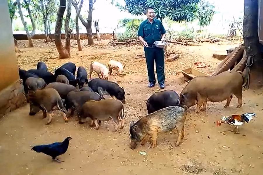  Ngoài nguồn thu từ vườn điều và cơ sở xay xát, mỗi năm ông Hụy thu thêm hơn 100 triệu đồng từ đàn heo địa phương lai heo rừng. Ảnh: N.S