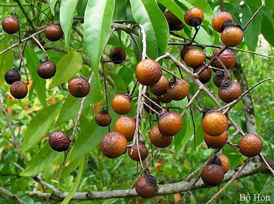  Quả bồ hòn. Ảnh: internet