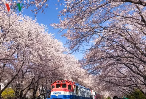 Những điểm ngắm hoa tuyệt vời nhất có thể kể đến trạm xe lửa tại Jinhae, đường ray chạy dưới tán hoa phủ kín dài hơn 800m.