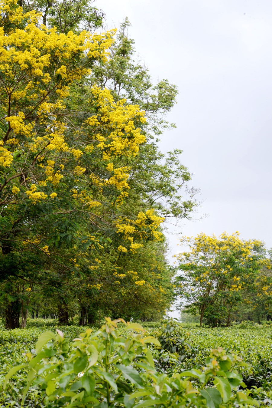 Hoa Muồng bên đồi chè Bàu Cạn. Ảnh: M.Thi