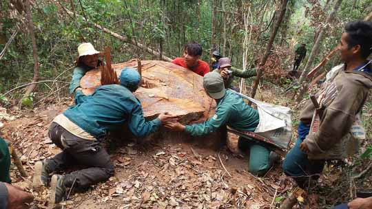 Hiện trường một vụ phá rừng tại Ban quản lý rừng phòng hộ Đông Bắc Chư Pah vào năm 2015. Ảnh: Văn Ngọc