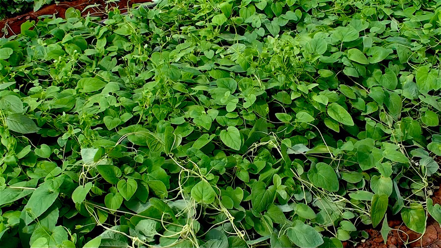 Theo kế hoạch, đến cuối năm 2019, HTX sẽ xuống giống 40 ha cây dược liệu các loại gồm: hà thủ ô đỏ, xuyên khung, đẳng sâm, lộ đẳng sâm, đương quy, cà gai leo, đinh lăng nếp...