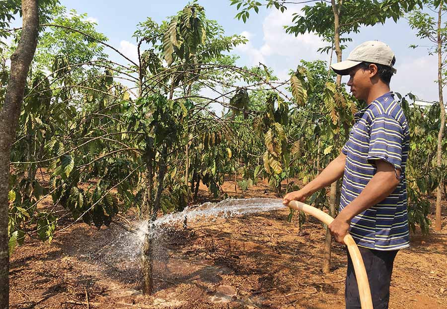 Chi phí sản xuất tăng khiến người trồng cà phê không có lãi. Ảnh: V.T
