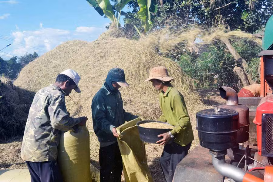  Người dân xã Ia Rong (huyện Chư Pưh) thu hoạch lúa vụ Đông Xuân. Ảnh: L.N