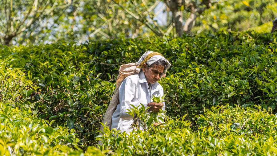 Người dân Sri Lanka hái những búp trà tươi