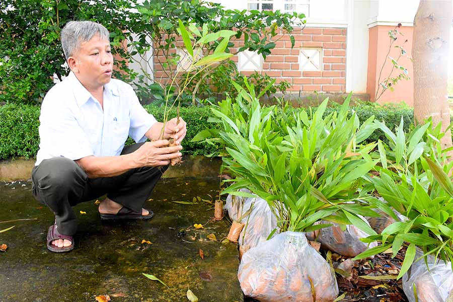Chuẩn bị cây giống cấp hỗ trợ cho người dân trồng rừng. Ảnh: Mộc Trà  Chuẩn bị cây giống cấp hỗ trợ cho người dân trồng rừng. Ảnh: Mộc Trà