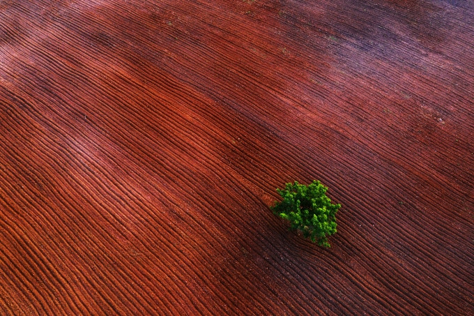 Cây cô đơn với tán lá xanh nổi bật trên vùng đất cát ở huyện Bác Ái, Ninh Thuận.