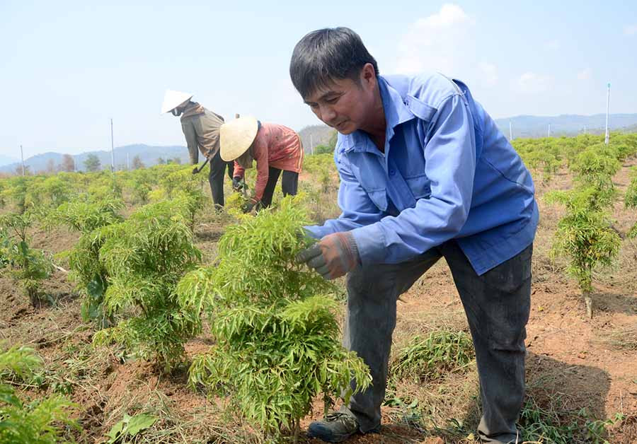 Ông Chế Linh chăm sóc rẫy đinh lăng rộng gần 2 ha hơn 1 năm tuổi của mình. Ảnh: T.Đ  Ông Chế Linh chăm sóc rẫy đinh lăng rộng gần 2 ha hơn 1 năm tuổi của mình. Ảnh: T.Đ