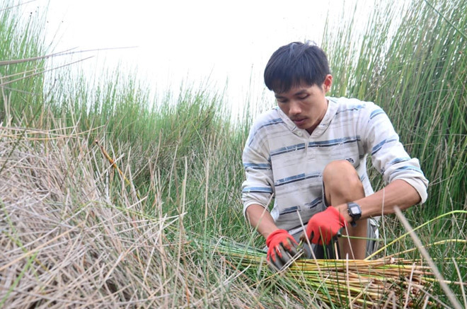 Mỗi ngày Tiến phải di chuyển hơn 10 km để nhổ cỏ bàng