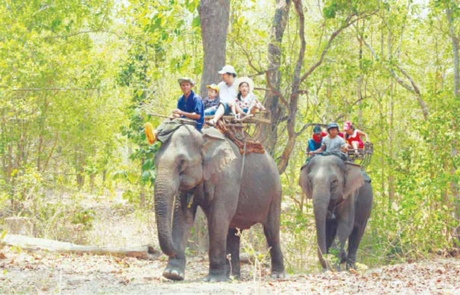  Voi chở du khách tham quan Vườn Quốc gia Yok Đôn. Ảnh: D.Y.T