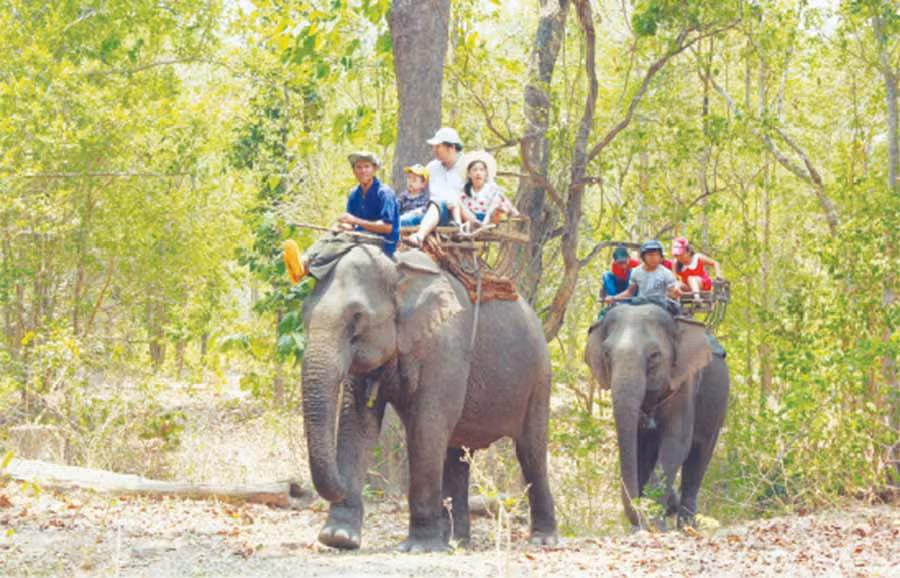  Voi chở du khách tham quan Vườn Quốc gia Yok Đôn. Ảnh: D.Y.T