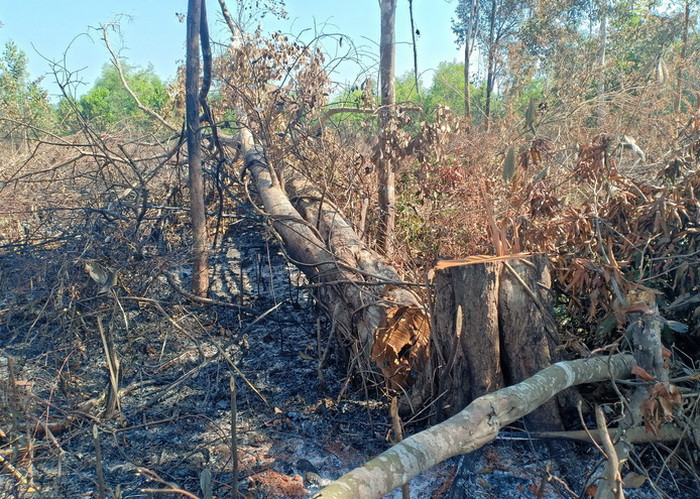 Nhiều cây rừng có đường kính lớn bị cưa hạ không thương tiếc