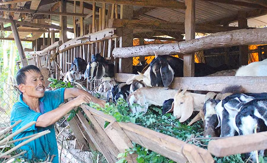 Người dân Chư Pưh tập trung chuyển đổi cơ cấu cây trồng, vật nuôi. Ảnh: Hồng Thi