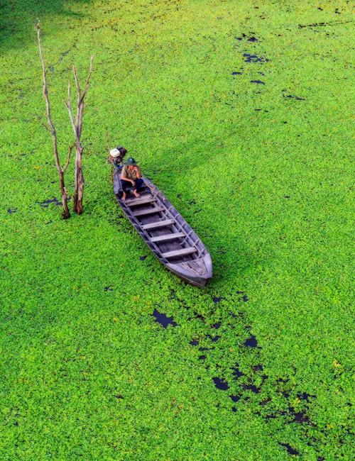 Nhiếp ảnh gia Cao Kỳ Nhân quê ở Phú Yên nhưng hiện sống và làm việc tại TP HCM. Với niềm đam mê nhiếp ảnh, anh thường dành thời gian ngao du sơn thủy, chụp cảnh đẹp từ Nam ra Bắc. Ảnh chụp ông lái đò (chở khách tham quan) đang neo đậu thuyền cạnh bên cây cô đơn ở khu vực đầm lầy Tràm Chim, Tam Nông, Đồng Tháp.