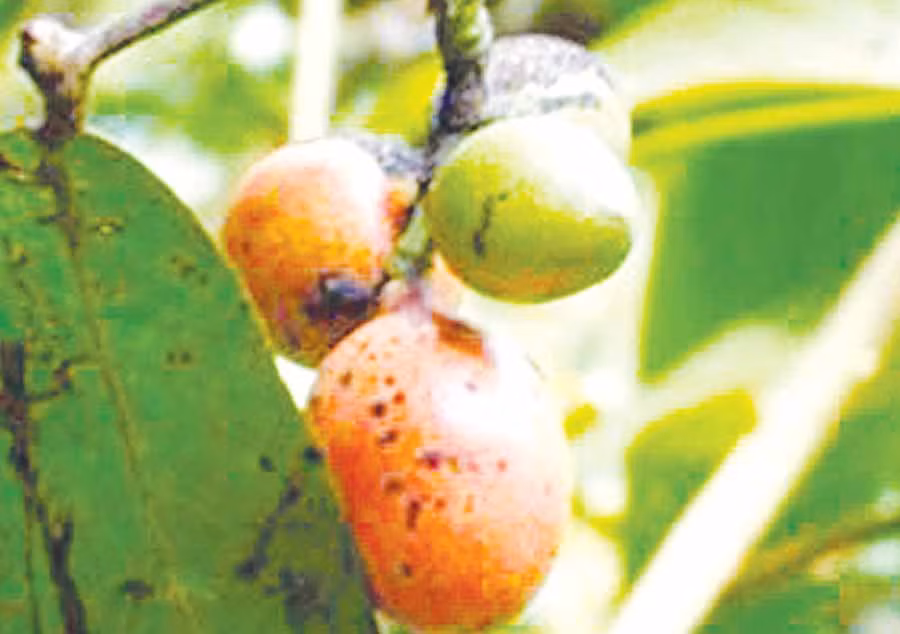 Ảnh nguồn internet