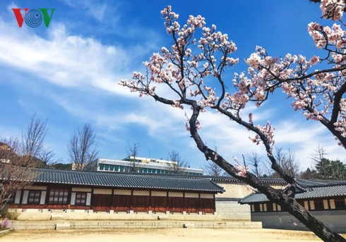 Ngoài Jinhea, thủ đô Seoul cũng có những điểm tuyệt đẹp như đảo Yeouido, hồ Seokcho, đường Yunjungo, núi Namsan, đặc biệt là các cung điện lớn Changdeokgung, Deoksugung, Unhyeongung, Changgyeonggung và Gyeongbokgung. 