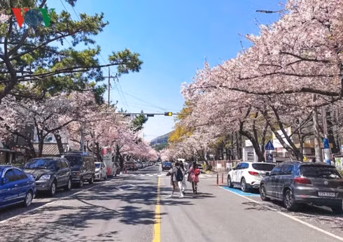  Có rất nhiều địa điểm ngắm hoa đẹp ở xứ Hàn nhưng nổi tiếng nhất là Jinhae nằm ở phía Nam tỉnh duyên hải Gyeongsan. Những con đường hoa anh đào nở rộ trải dài bất tận là đặc sản ở nơi đây.