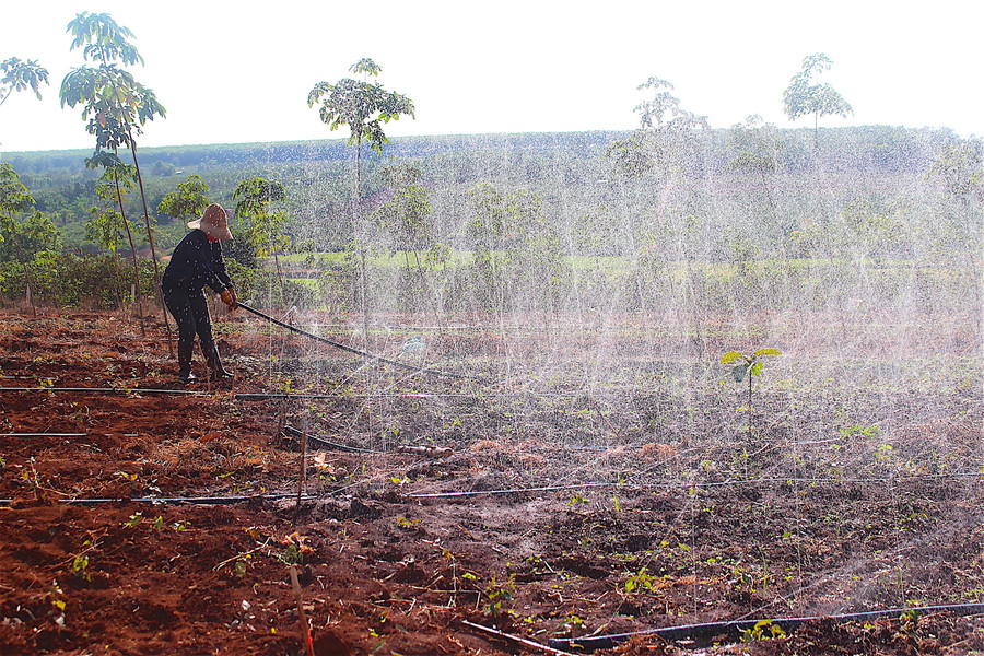 Công tác chăm sóc cho dược liệu được HTX đặc biệt chú trọng. Bên cạnh thường xuyên bổ sung phân chuồng, làm cỏ sạch sẽ, HTX còn áp dụng công nghệ tưới phun mưa cho dược liệu để tiết kiệm nước, đảm bảo mức tưới chính xác và thoáng khí tốt khi phun.