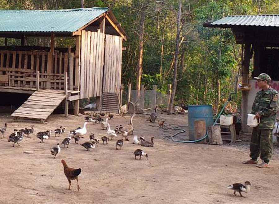  Khu chăn nuôi tập trung của Đồn Biên phòng Ia Chía. Ảnh: A.N